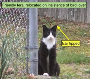 Friendy feral cat relocated on insistence of bird lover