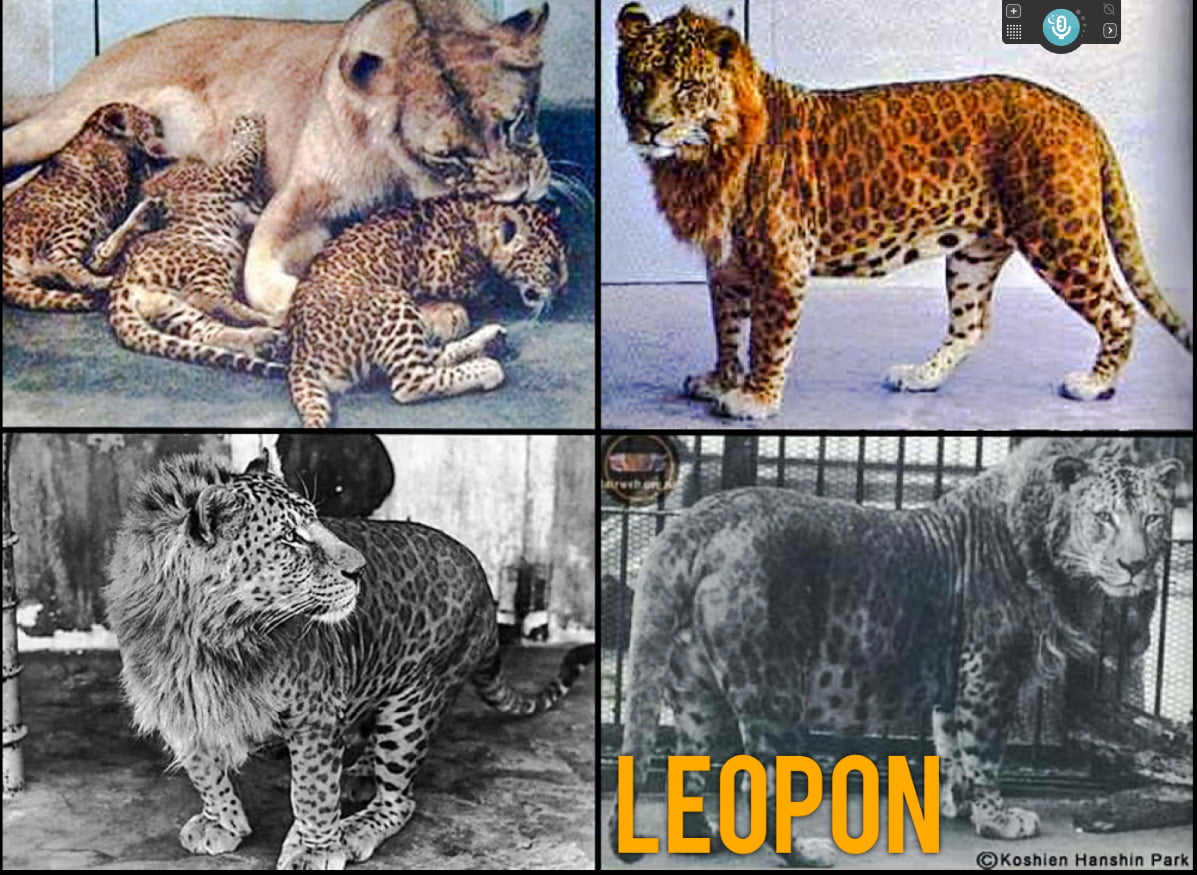 What is a leopon?