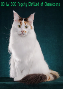 Maine Coon Cat with Van markings