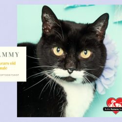 stray cats are 13 times more likely to get back to their home if they are not brought to an animal shelter