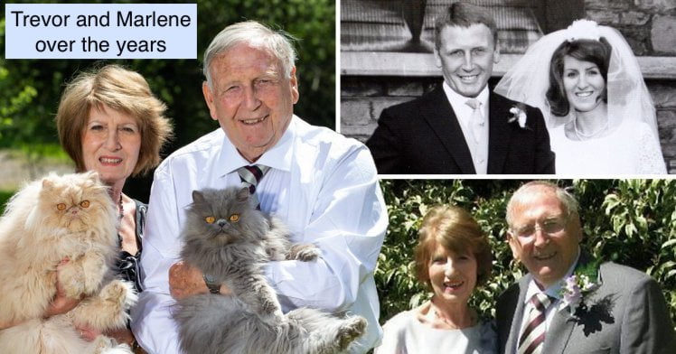 He divorced his wife because she had too many cats. He remarried her now she has more cats.
