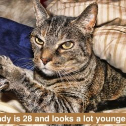 28-year-old cat looks much younger