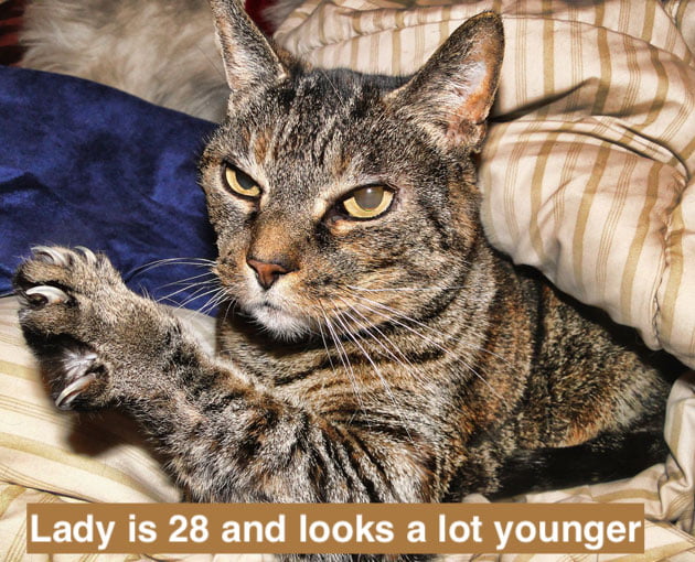 28-year-old cat looks great and younger than her age. What is the secret?