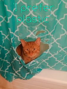 Picture of ginger cat looking through in shower curtain he made