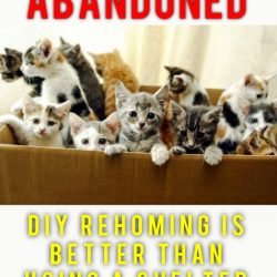 DIY rehoming is better than using a shelter