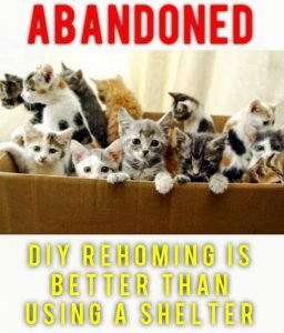 DIY rehoming is better than using a shelter