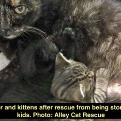 Kittens stoned by kids