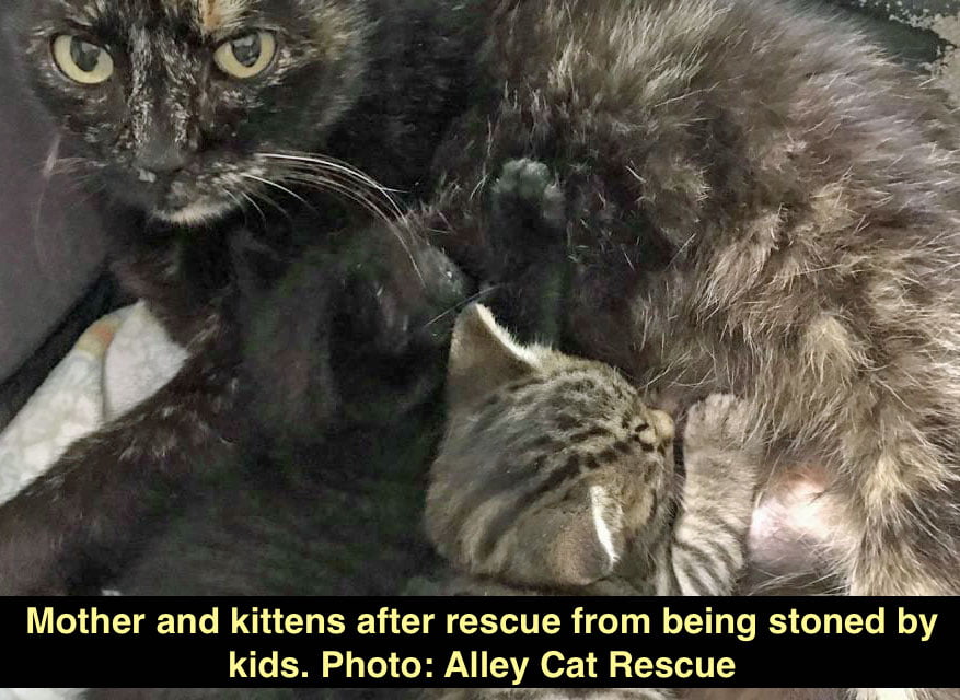 Kittens stoned by kids