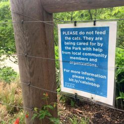 Trap-neuter-return volunteers insist only they can feed the cats