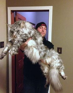 Picture of monster Maine Coon