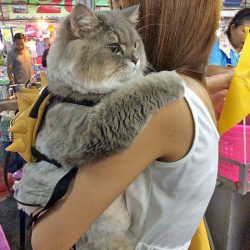 Picture of teady bear cat