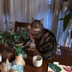 Cat dislikes new puppy so owner wants rid of cat