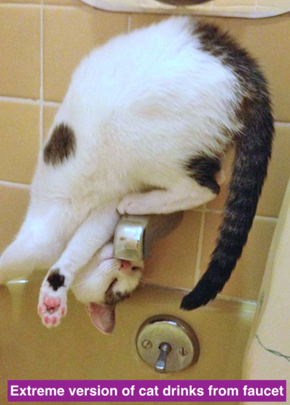 Extreme version of cat drinks out of faucet, looking for running water