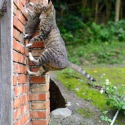 Cat moves kitten to new nest