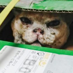 Cat refuses to leave apartment