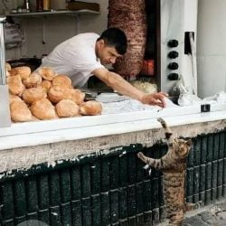 Community cat. Accident Cat Thefts are not possible with community cats