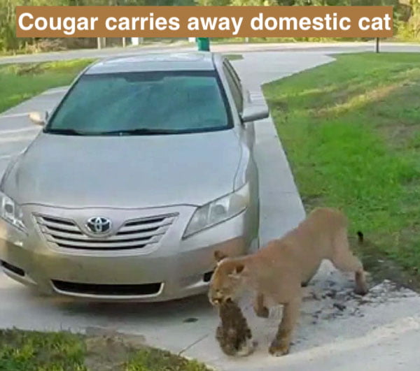 Cougar attacks domestic cat in driveway