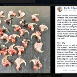 The claws and last phalange of a declawed cat