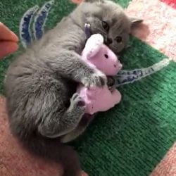 Defensive kitten refuses to release his cat toy