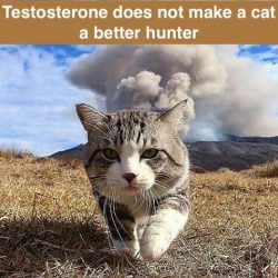 Testosterone in cats does not improve hunting skills