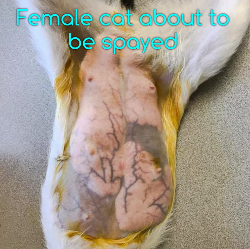 Lactating Feral Cat Spayed (Photograph)