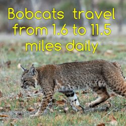 How far do bobcats travel a day?