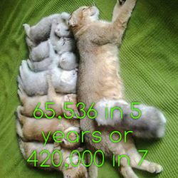 How many cats can one pair produce?