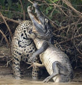 Picture of jaguar killing caiman