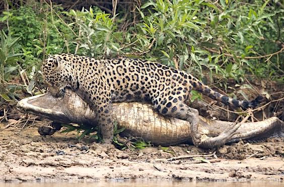 Picture of jaguar killing caiman