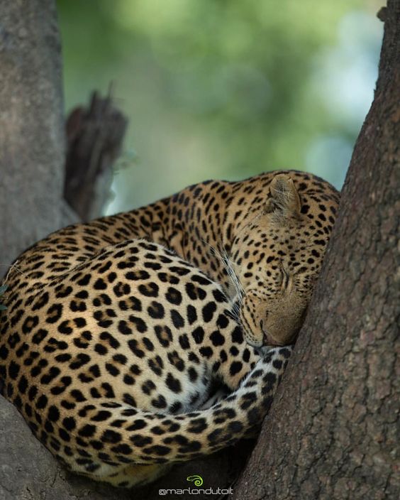 marlondutoitA male leopard rests within the fork of a Sausage Tree in the heart of the Okavango Delta. He spent most of the afternoon here & woke just before sunset to stretch, drink water & ready himself for a night of hunting.