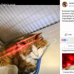 Low Level Laser Therapy For Cats