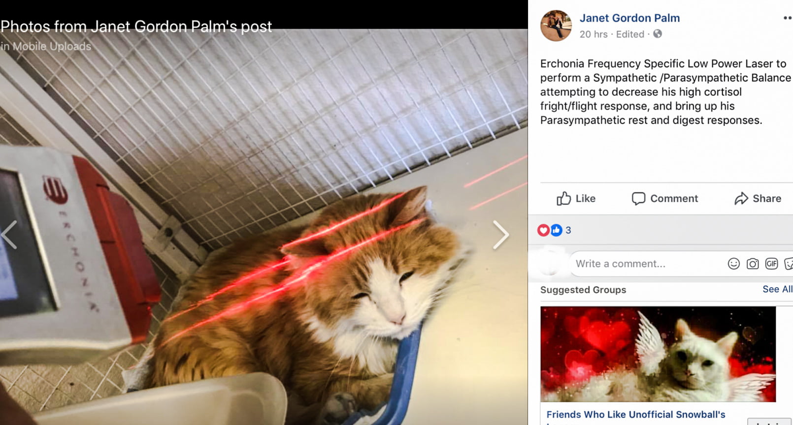 Low level laser therapy for cats