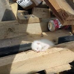 White kitten thrown out with large pieces of wood