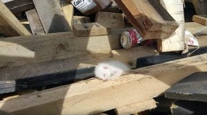 White kitten thrown out with large pieces of wood