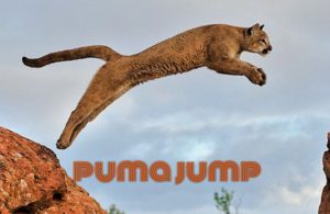 How far can pumas jump?