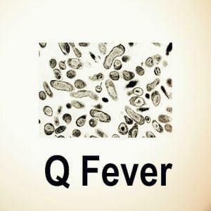 Q fever under a microscope