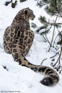 Do snow leopards kill humans?
