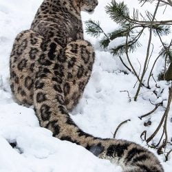 Do snow leopards kill humans?