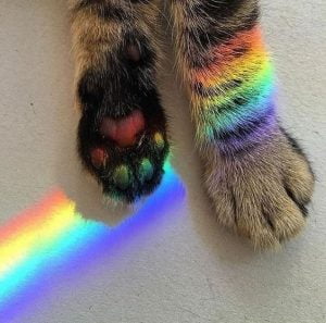 Spectrum and cat's paws