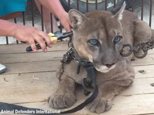 Cougar spent 20 years in chains in back of pickup truck between circus act