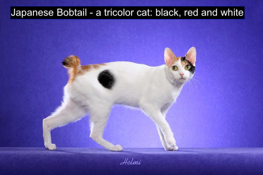 Tricolor cat - Japanese Bobtail