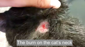Burned cats neck