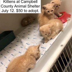 Campbell County Animal Shelter kittens