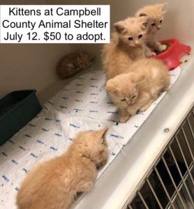 Campbell County Animal Shelter kittens