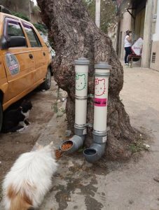 Feeding community cats in Syria using drainage pipes