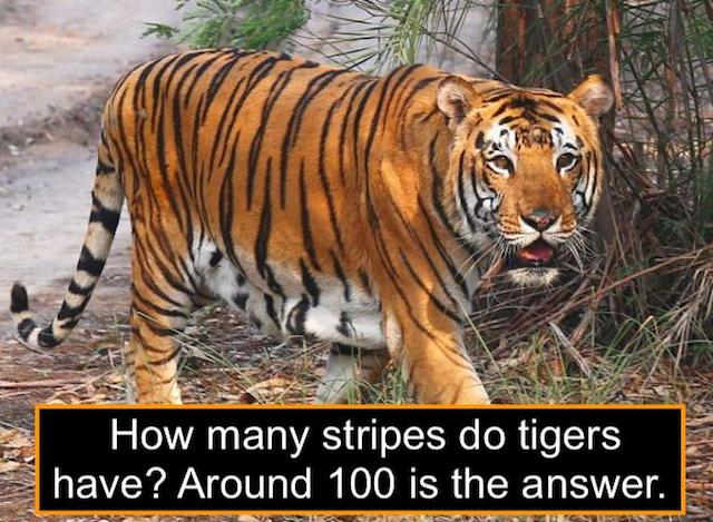 Tiger have around 100 stripes in my reckoning