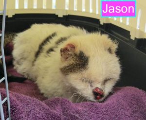 Jason a 24 year old cat who went missing