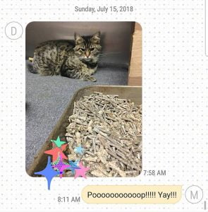 Katy P recovering at the Humane Society of Richland County