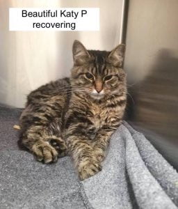 Katy P recovering at, I believe, the Humane Society of Richland County who took the photo.
