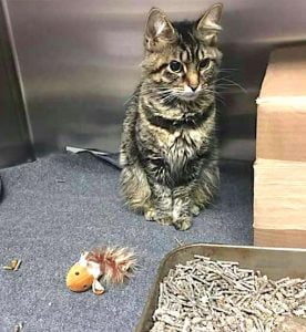 Katy P recovering at, I believe, the Humane Society of Richland County who took the photo.